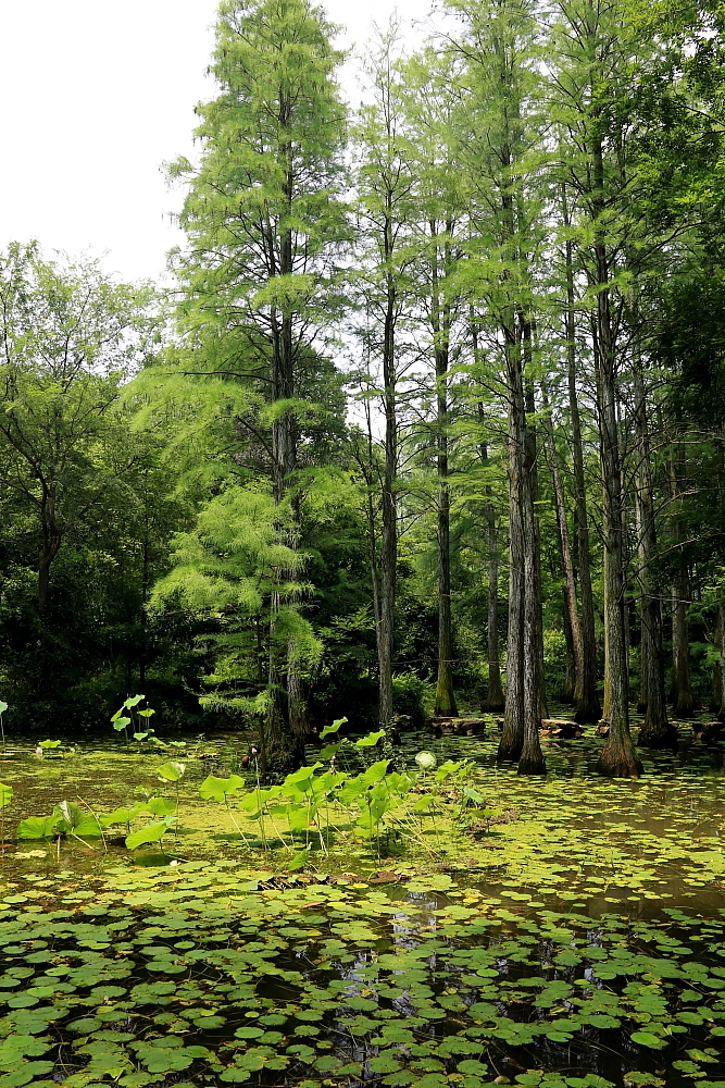 红河谷半音阶口琴独奏,12孔半音阶口琴演奏北国风光