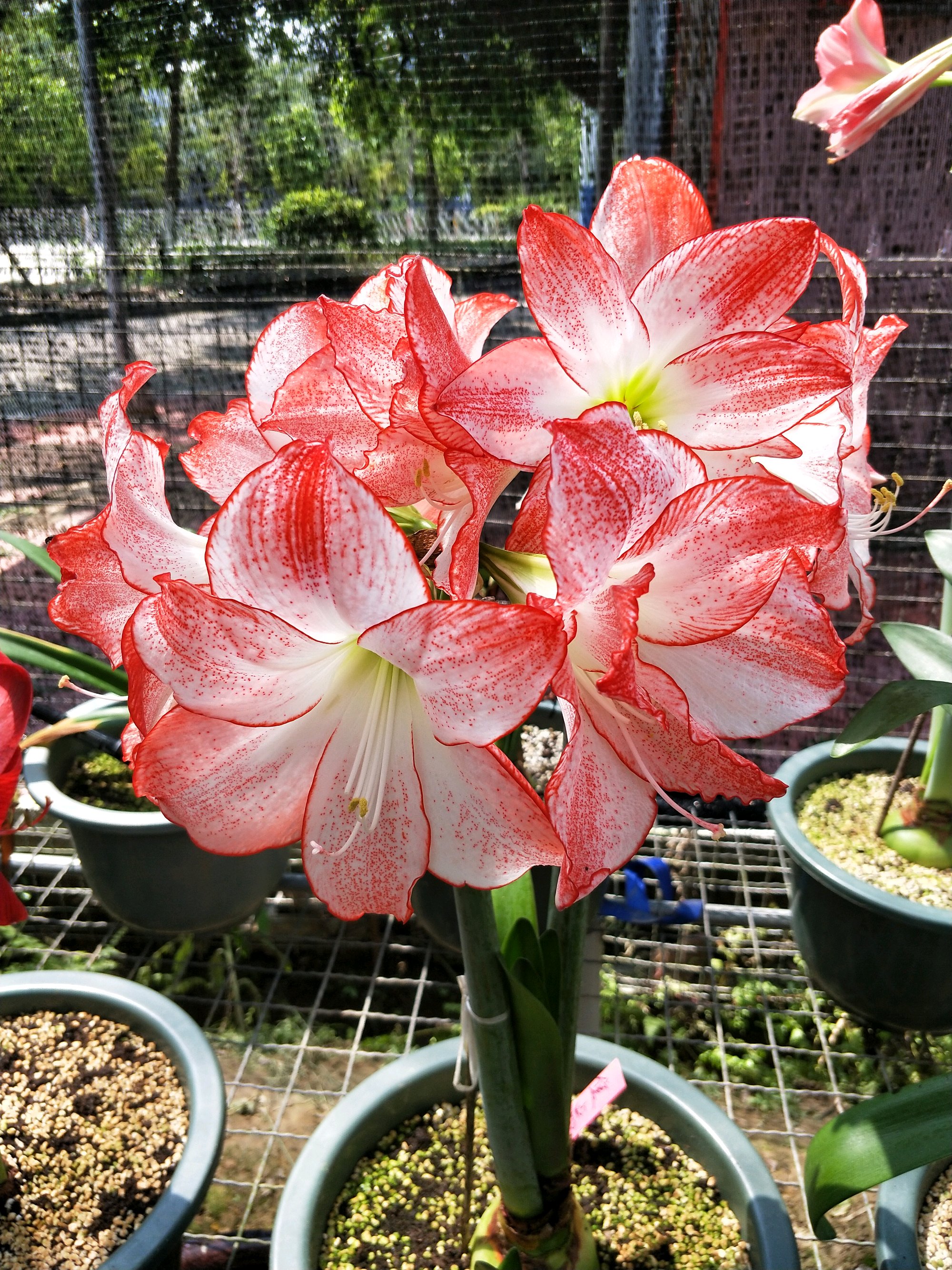 单瓣朱顶红品种最像鬼魅,朱顶红仙气品种