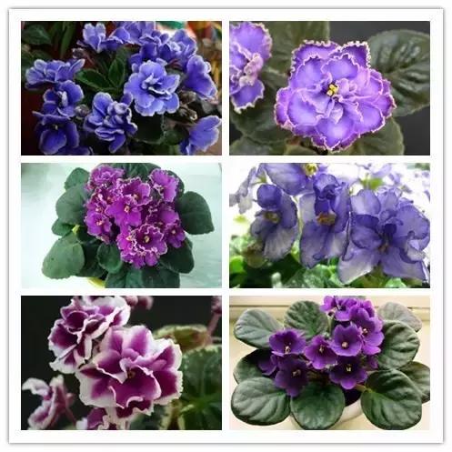 史上最全的花卉介绍，认识超过30种以上绝对是大神