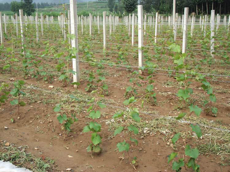 新栽葡萄树苗如何管理,刚种的葡萄苗怎样管理