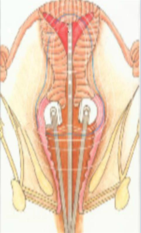 近距离放疗的副作用,近距离放疗