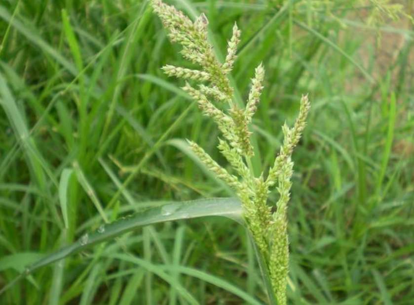 高效氟吡甲禾灵除草剂防治什么草,防治葎草的除草剂