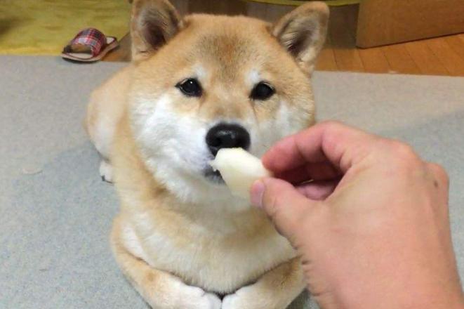 狗狗不愿意梳毛洗澡怎么办,狗狗不爱洗澡怎么办