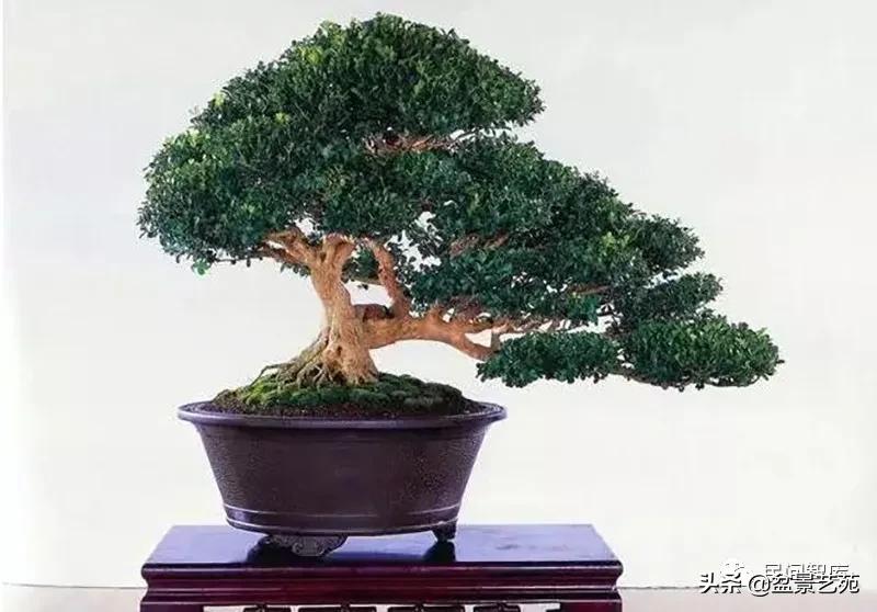 盆景黄杨,赏优美盆景