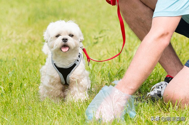 为什么狗狗拉灰色的屎,为什么狗狗拉粑粑有白色黏膜