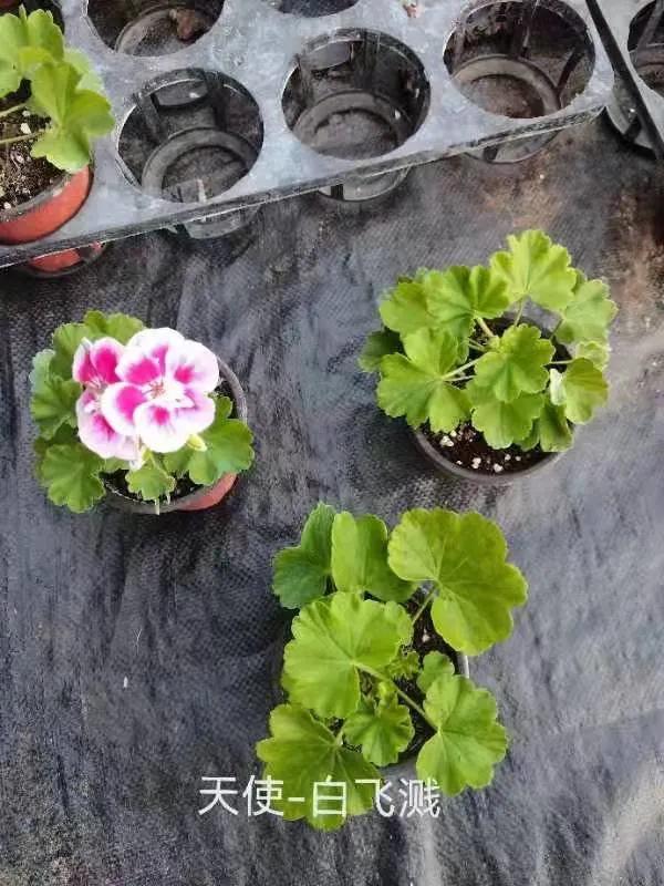 垂吊天竺葵哪些品种容易爆花,天竺葵羊宝和糖果双色哪个更爆花