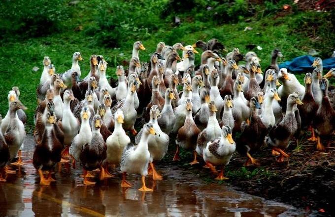 鸭养殖有什么疾病预防,鸭病防治知识及方法