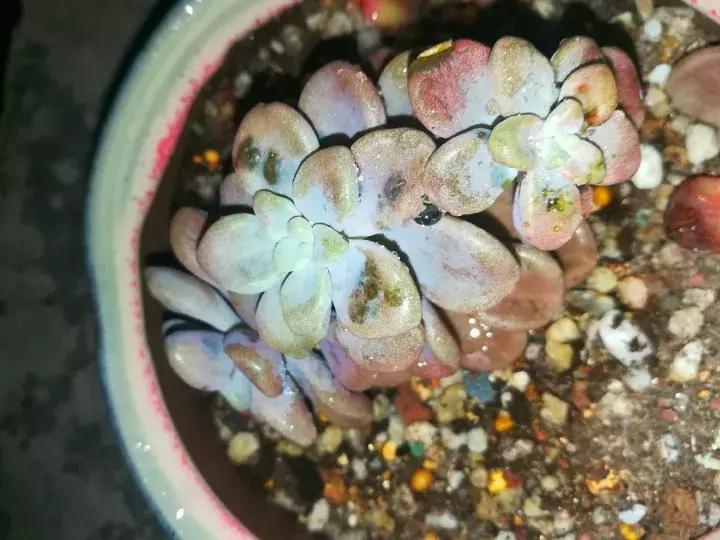 多肉长出小尾巴求救信号,多肉有什么求救信号