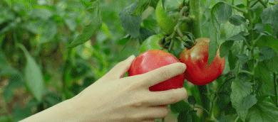 糖吃多的危害列表,糖吃多的危害