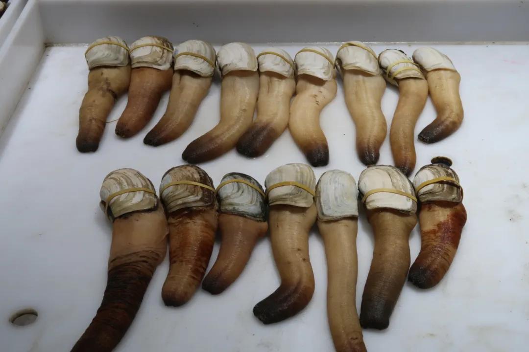 在这个足足2万平的奇妙海鲜“商场”，我找到了赚钱的动力