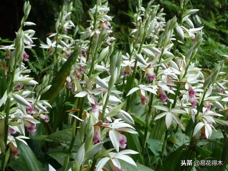 鹤顶兰讲解,鹤顶兰用什么土栽培最好