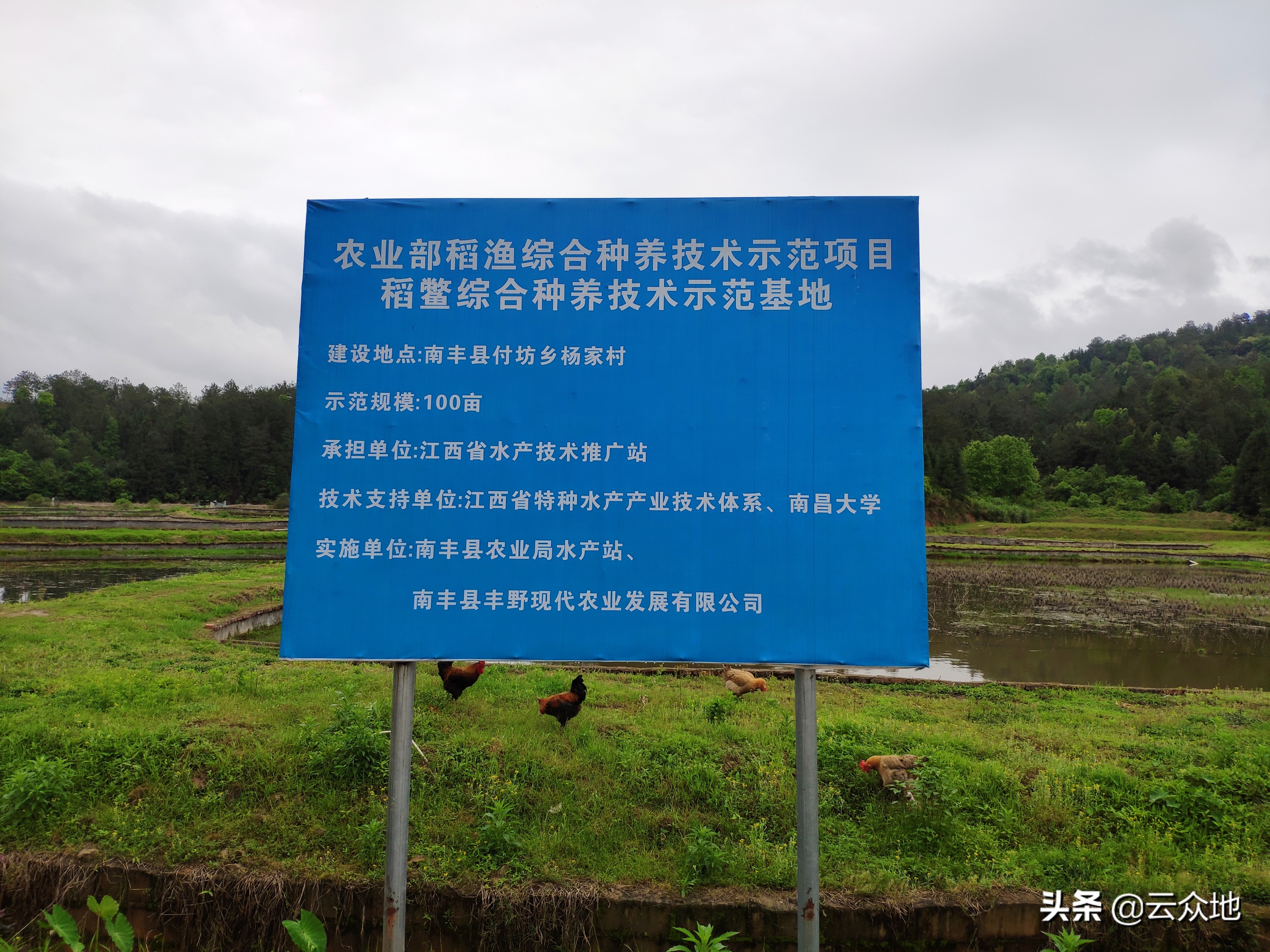 稻鳖蛙共生养殖技术,稻鳖共生养殖技术资料大全