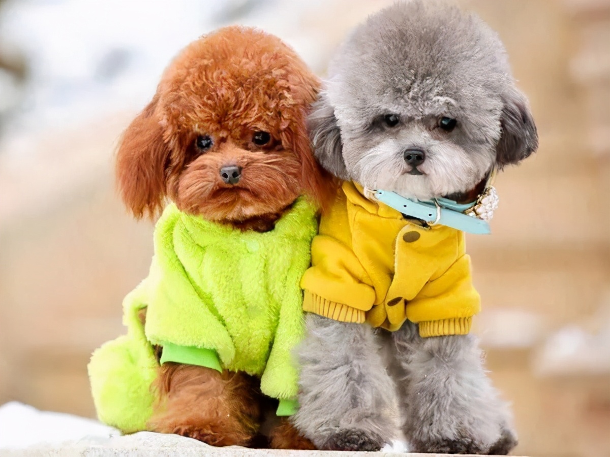 狗狗最初是白毛现在变黄怎么回事,刚一个月的狗狗毛是白黄的正常吗