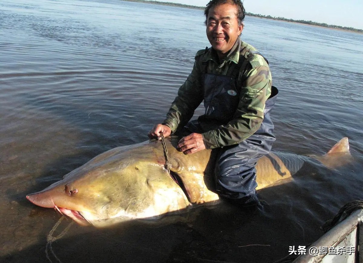 达氏鳇野外灭绝,黑龙江达氏鳇灭绝了吗