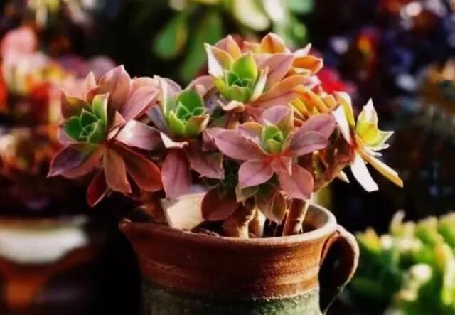 多肉法师韶羞现在能摘心吗,多肉法师欧紫跟韶羞的对比图