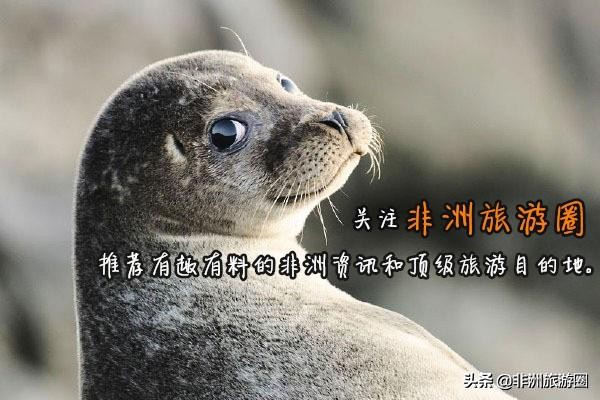 马爸爸+团购+互联网社交媒体，能否打造出非洲版“美团”？