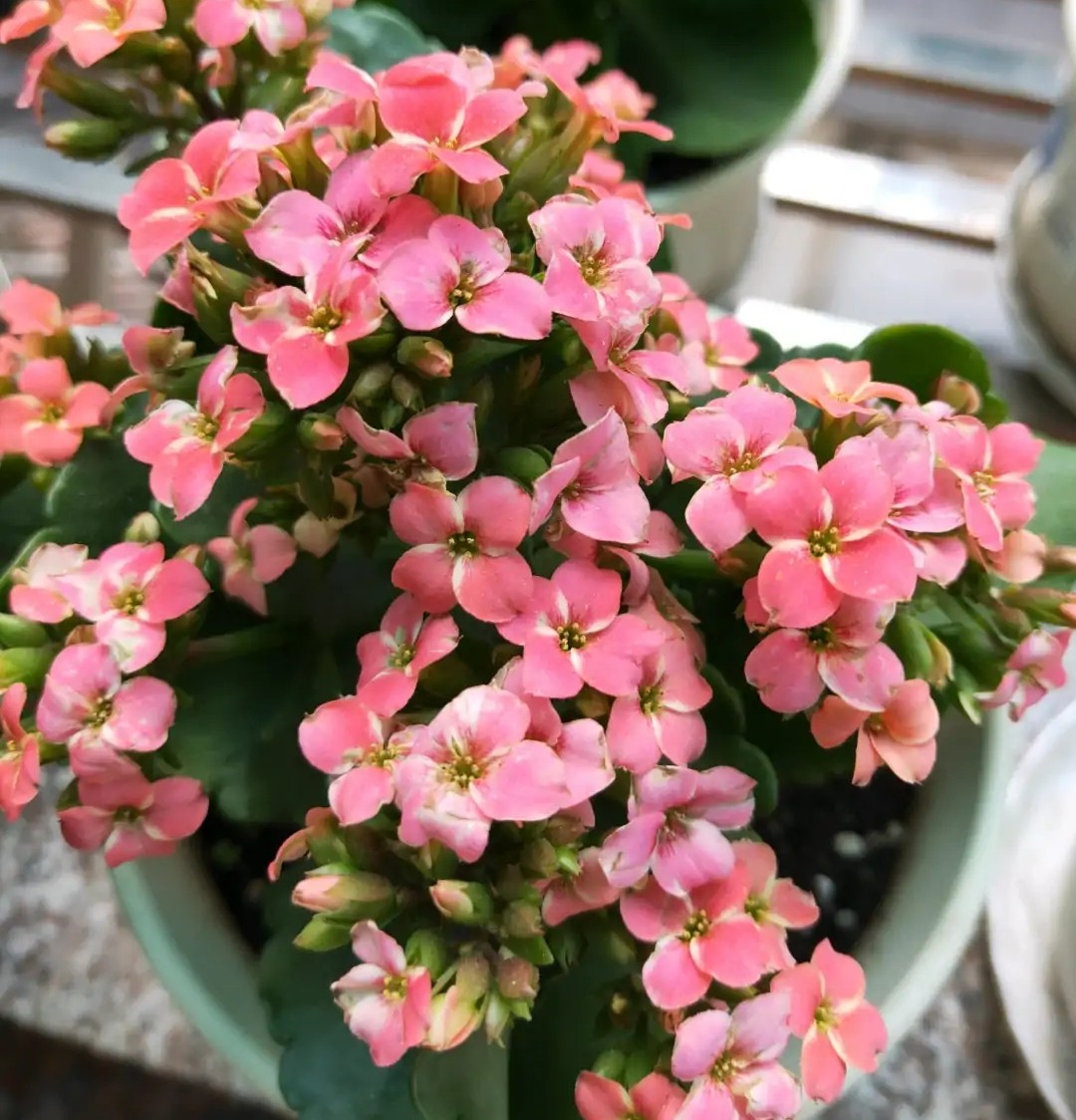 单瓣长寿花品种大全图,长寿花单瓣最好看的品种