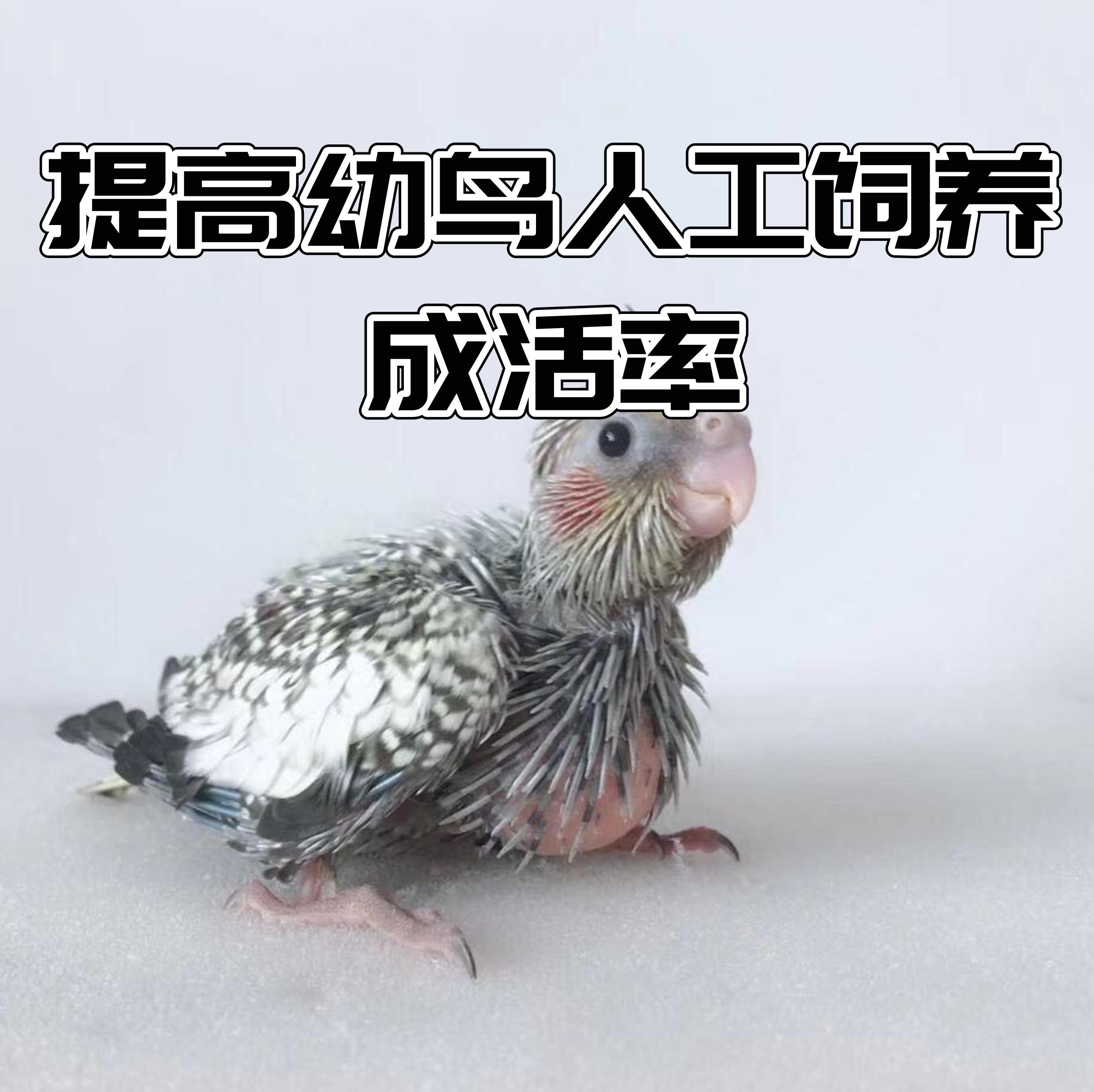 从雏鸟长到成年要多长时间,刚出壳的幼鸟大鸟怎么喂养幼鸟