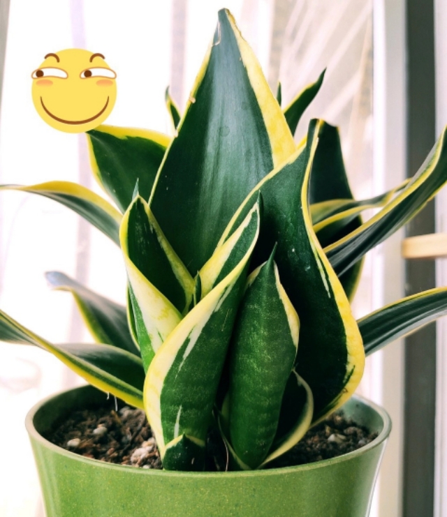 各种盆栽花卉养法,十种常见的绿植养护方法