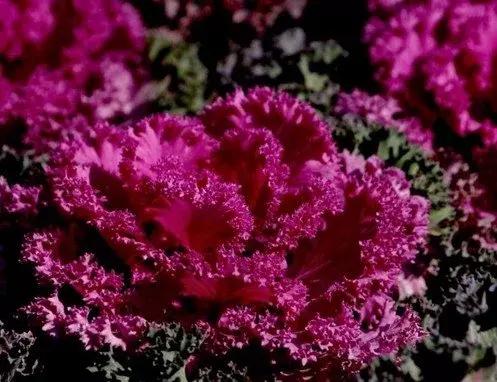 叶牡丹羽衣甘蓝,多头叶牡丹羽衣甘蓝