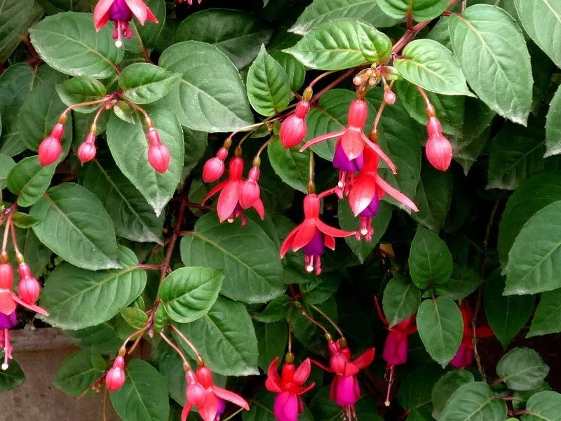 倒挂金钩灯笼花怎么养,倒挂金珠怎么养