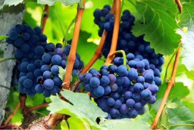 绿源山水一日游,绿源山水有什么好玩的