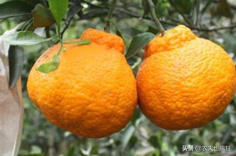 名字很俗气，因丑而走红，亩产4000斤，市场10元1斤，现在正上市