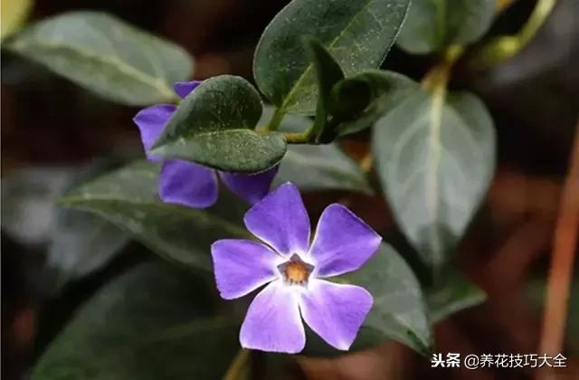 常见小区绿化100种植物图片,常见的水生植物有哪些种