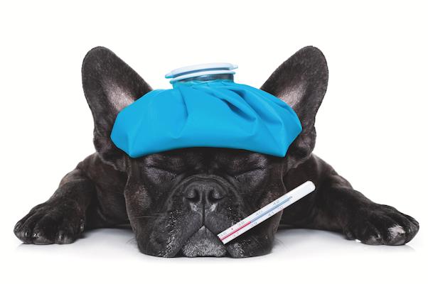 怎样才能预防狗得狂犬病和细小,犬流感病毒怎么治疗