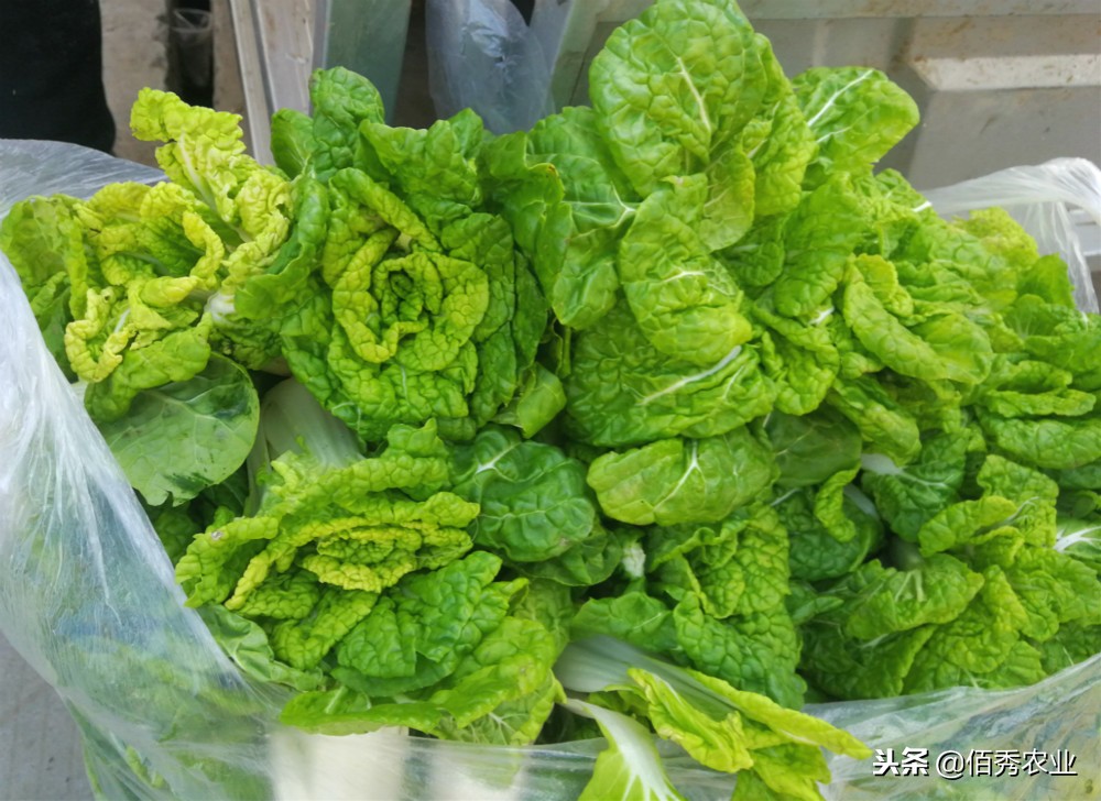 农民种蔬菜注意事项,土地种植蔬菜怎么管理好