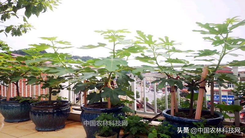 无花果盆栽果子长大了不长叶子,无花果盆栽种植的正确方法