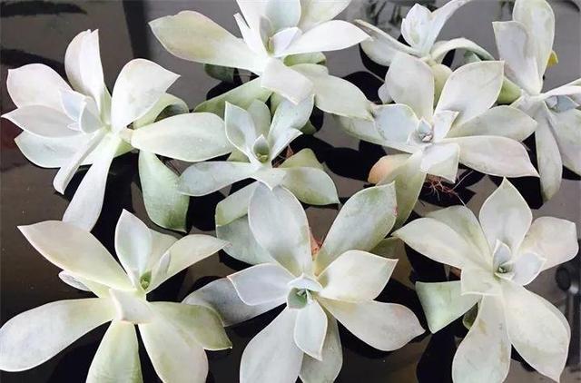 没躲过夏季多肉陡长,学习大神这样做,养成绝美老桩