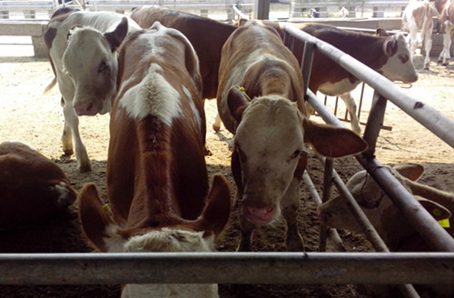 牛马铃薯中毒属于什么中毒,牛土豆中毒怎么治