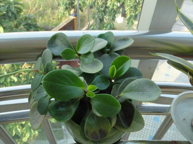 药片过期了吃了怎么办,过期的药片不要扔还可以用来养花