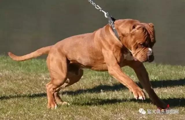 各国猛犬品种排名,各国品种猛犬