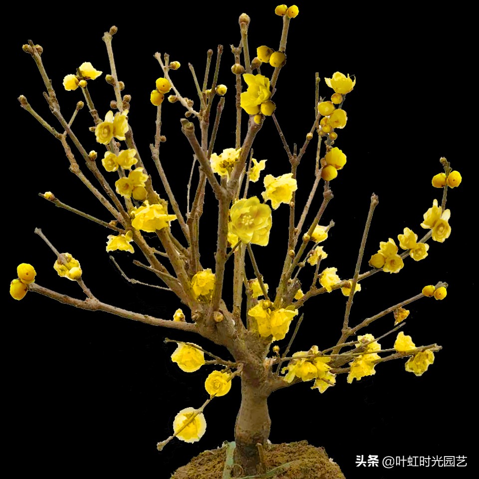 腊梅腊月掉花苞？了解这几点，及时止损花仍开