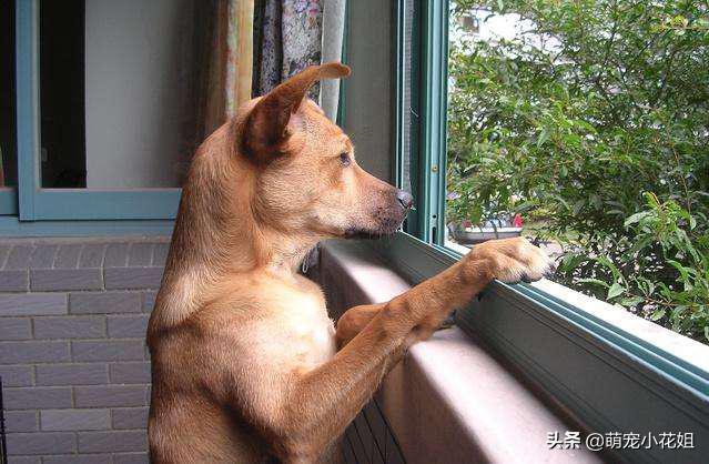 被遗弃的小狗狗守在家门口,流浪狗被遗弃工地