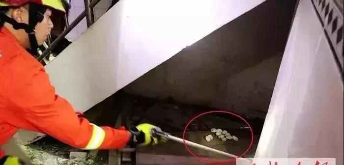 蛇出没高峰期广西,玉林一市民家里藏4条蛇