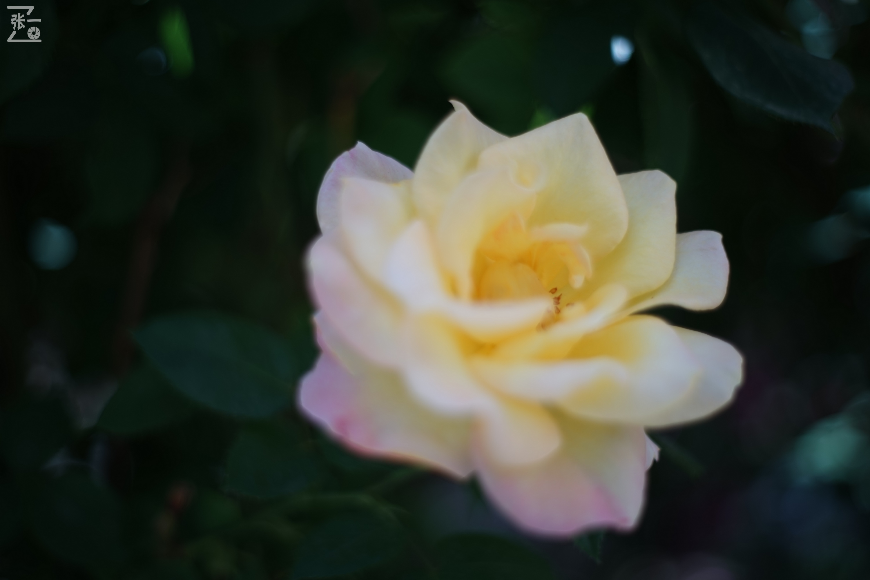 凤凰国产50mm镜头,凤凰索尼e口镜头