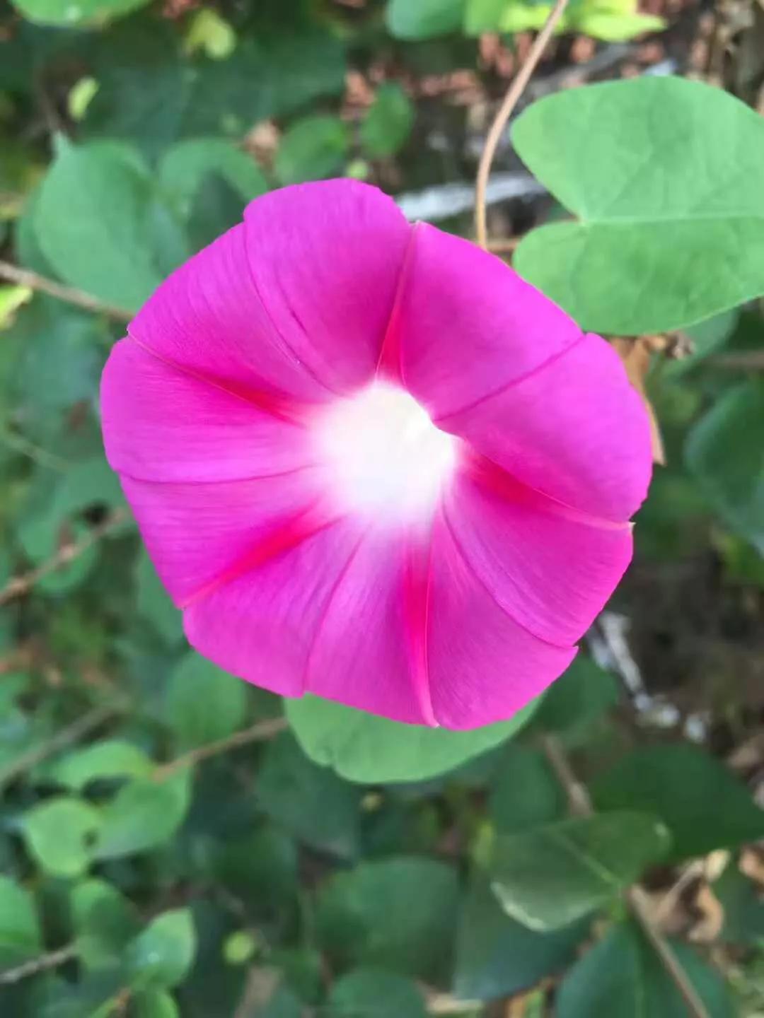 美丽的牵牛花故事,美丽的牵牛花视频