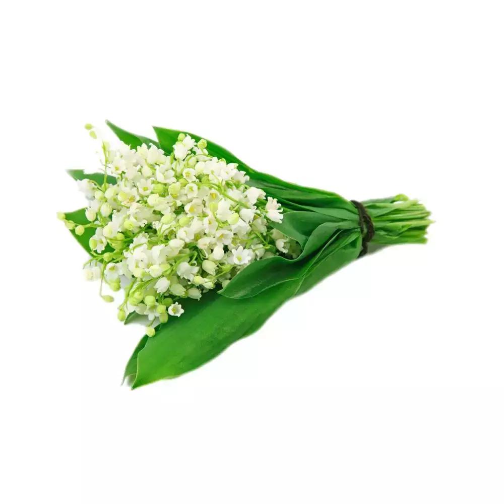 娇兰铃兰香水系列,娇兰铃兰香水哪一年的味道最好闻