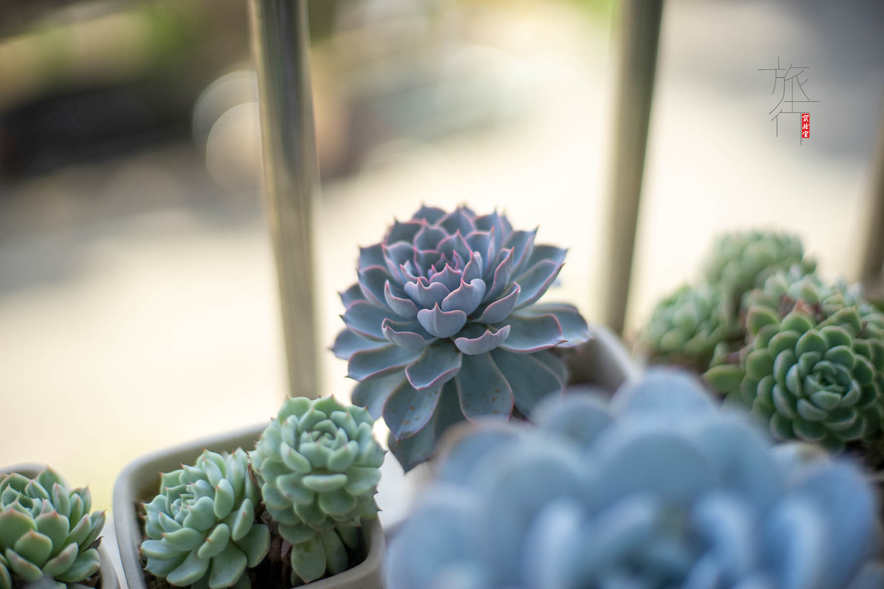 全新佳能小痰盂多少钱,佳能小痰盂镜头多少钱一台