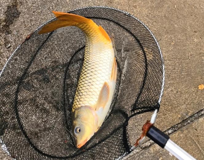 日本高档鲫鱼鱼竿6.3米,日本进口鱼竿超轻超细野钓