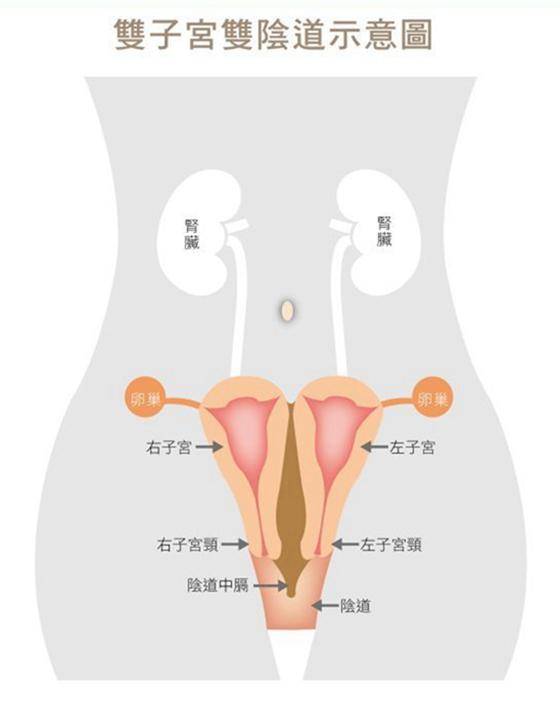 拥有双子宫的女人可以怀孕吗？会影响正常生活吗？