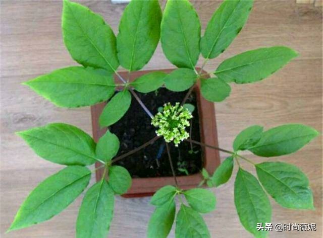 中国十大中药盆景,什么中药盆景越养越值钱