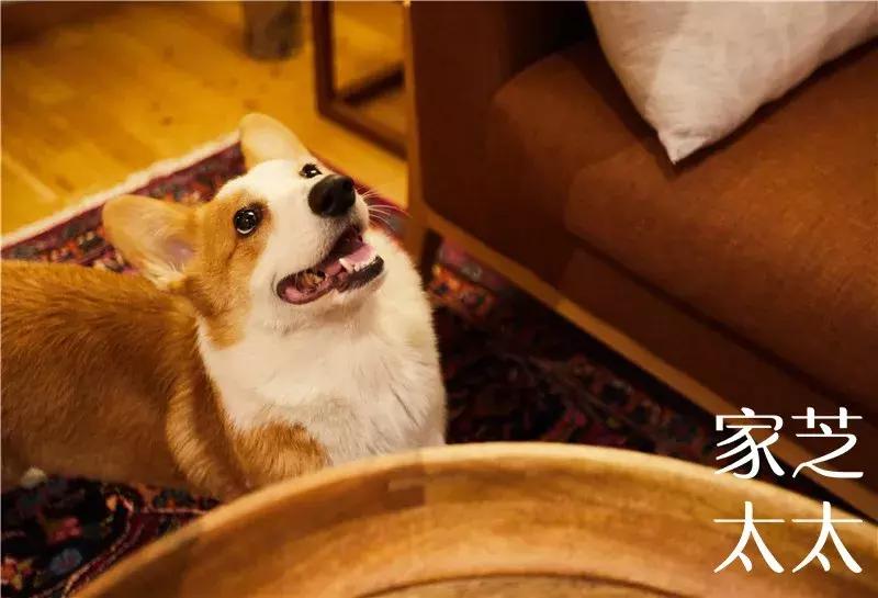 终极揭秘！这个孕育了“家芝太太”的家长什么样？