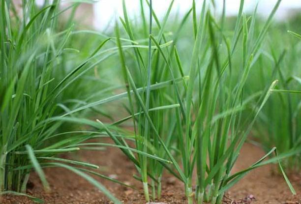 迟眼蕈蚊如何消灭,迟眼蕈蚊的发生与防治