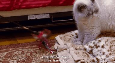 打猫可以纠正猫的坏行为吗,猫犯错了可以关起来吗