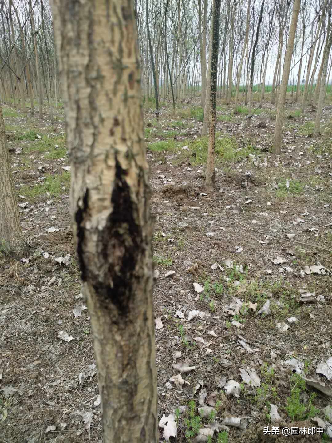 树干上长好多疙瘩怎么回事,国槐的树瘤子怎么治