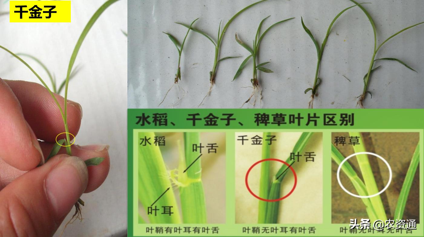 稻田除草技术,水稻田封闭除草的最新方法